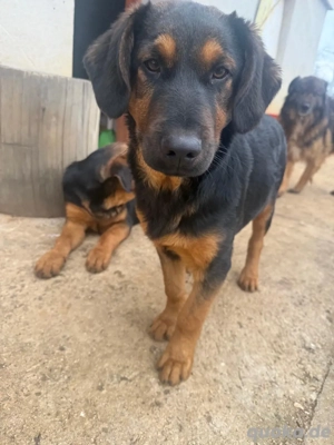 2 Rüden zum adoptieren 