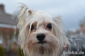 Müssen uns von unserem 1 jährigen Biewer Yorkshire Terrier trennen. 