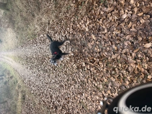 Marley sucht dringend ein neues Zuhause 