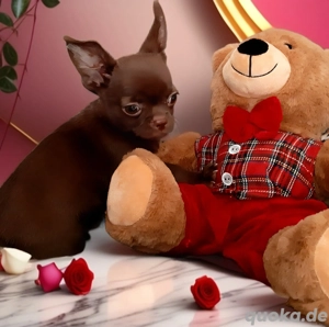 Reinrassiger Schoko Chihuahua Welpe