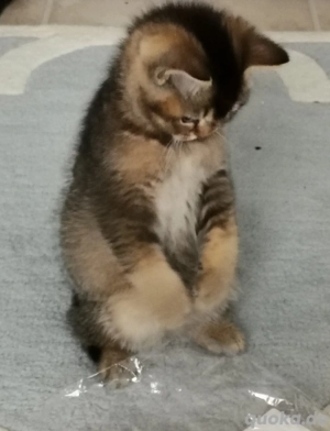 Abessinier Kätzchen 5 Monate alt 