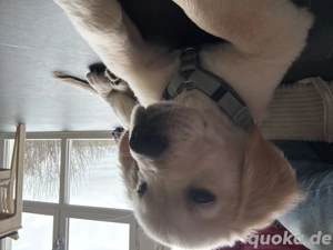 Golden Retriever Welpe Rüde