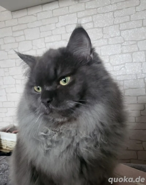 Britisch Langhaar Kater sucht ein Zuhause 