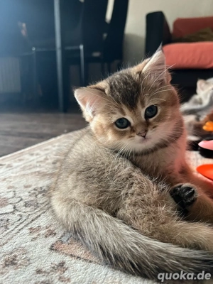 Britisch Kurzhaar kitten weiblich