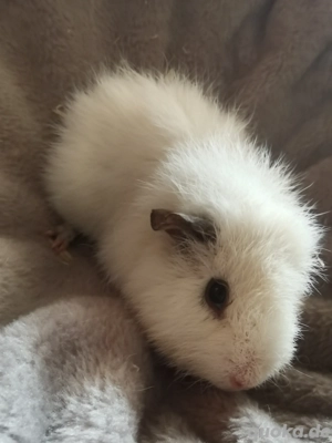 Meerschweinchen Kastrat   Weibchen 