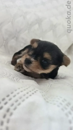 Liebevolles Zuhause für Biewer  Yorkshire Terrier gesucht