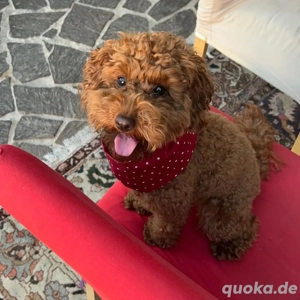 Pudel Welpen. Zwergpudel. Toypudel