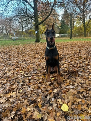 Dobermann Rüde