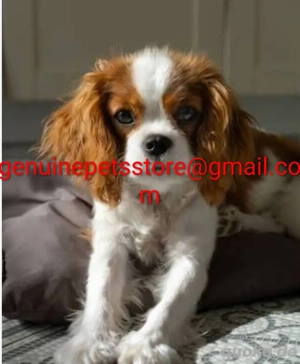 Cavalier King Charles Spaniel Welpe