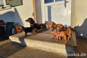 Zwergdackelwelpen suchen neue Traumfamilien     