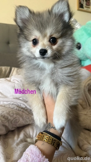 Pomeranian   Deutscher spitz Bild 3