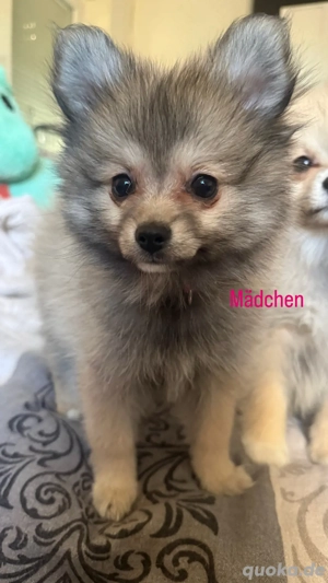 Pomeranian   Deutscher spitz Bild 2