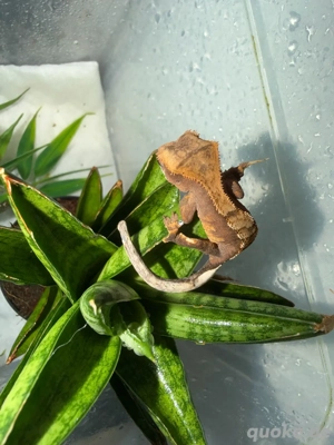 kronengecko nachzuchten