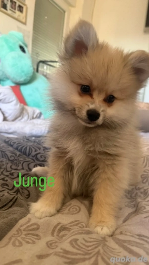 Pomeranian   Deutscher spitz Bild 5