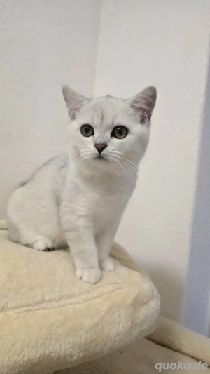 wunderschöner BKH Kater 