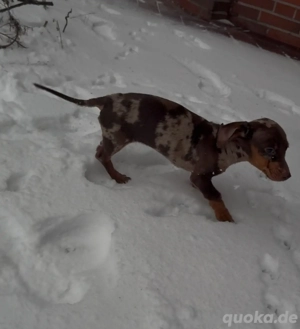 Hündin Zwergdackel Tigerdackel Kaninchen Dackel schokotiger Merle schokomerle