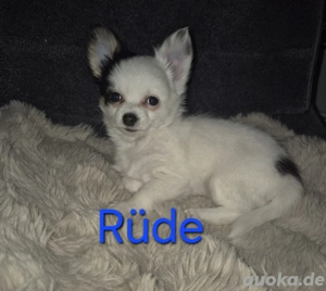 Chihuahua welpen 10 wochen , Abgabe bereit  