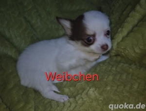 Chihuahua welpen 9 wochen alt ab 20.01.26 Abgabe bereit  