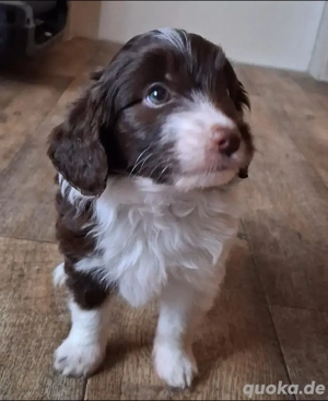 Mini Aussiedoodle F1