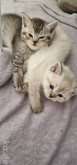 Noch 2 BKH-Kitten fie ein schönes Zuhause suchen, Abgabe ab 7.März.2026