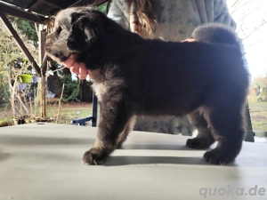 Do khyi Welpen aus VDH-Zucht 