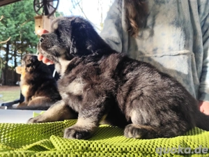 Do khyi Welpen aus VDH-Zucht  Bild 4