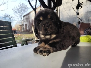 Do khyi Welpen aus VDH-Zucht  Bild 8