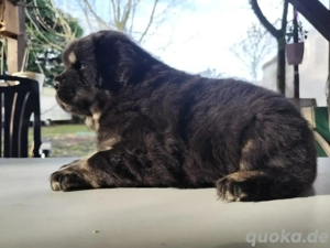 Do khyi Welpen aus VDH-Zucht  Bild 5