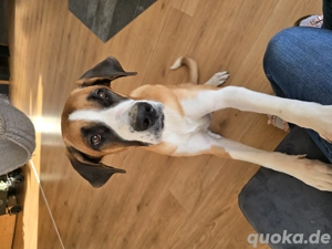 Dt.-Doggen-Bernhardiner-Mix Hündin 