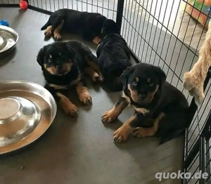 Rottweilerwelpen, Rottweiler mit kräftigem Knochenbau