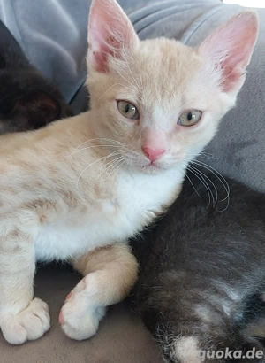 Seltenes Ural Rex Kitten mit Stammbaum aus Championverpaarung 