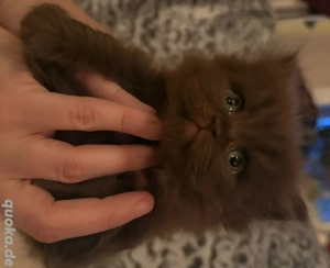 Britisch Kurz und Langhaar Kitten suchen liebevolles Zuhause 