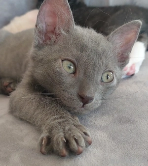 Seltenes Ural Rex Kitten mit Stammbaum aus Championverpaarung 