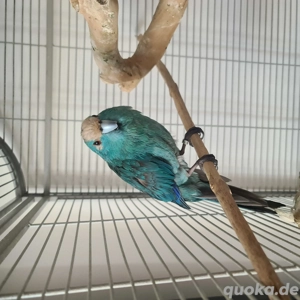 Ziegensittich-Hahn sucht neues Zuhause mit Henne