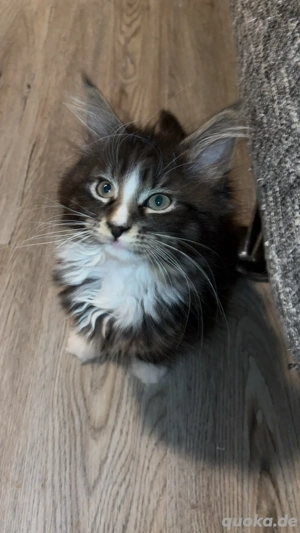Black classic Tabby Kitten ( Maine Coon)