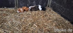 meerschweinchen böcke 