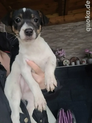 Jack Russell mädchen 