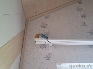 2 süße Vögel suchen liebevolles Zuhause 