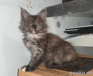 Maine Coon Mädchen mit Stammbaum