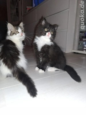 Edelmix Kitten Maine Coon   Britisch Langhaar 