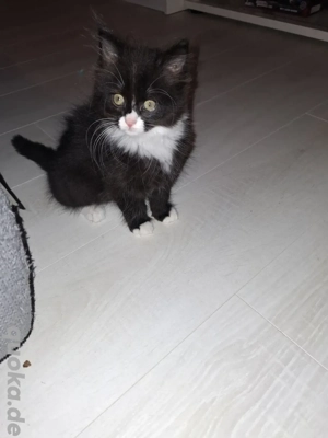 Edelmix Kitten Maine Coon   Britisch Langhaar 