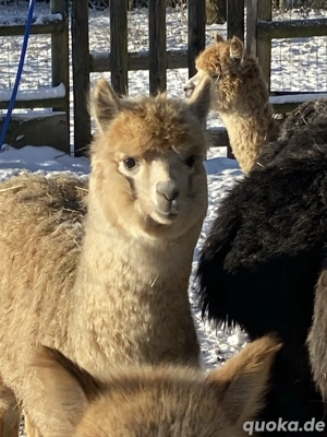 Alpakas Krias, Hengst Stute Bild 2
