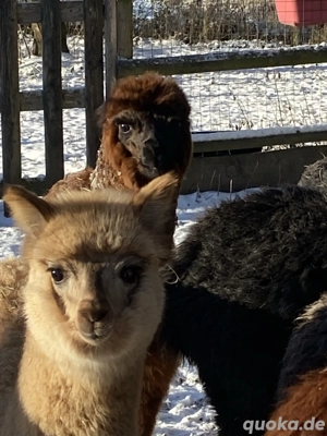 Alpakas Krias, Hengst Stute Bild 4