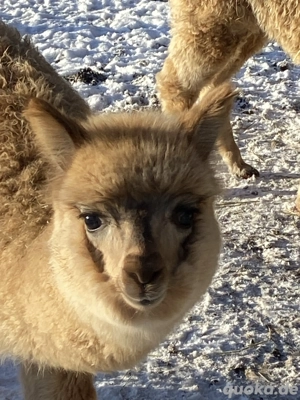 Alpakas Krias, Hengst Stute