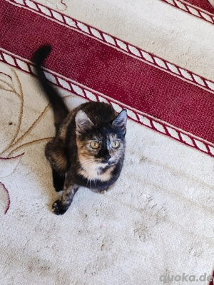 Verkaufe 7 mon. Katze