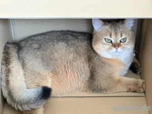 Black Golden Britsch Kurzhaar Original Verkaufen