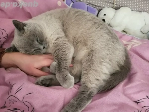 Suche Partnerkatze , Zweitkatze Kater BKH