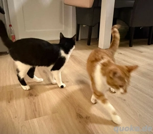2 BKH Mix Kater 6 Monate suchen nur Zusammen 