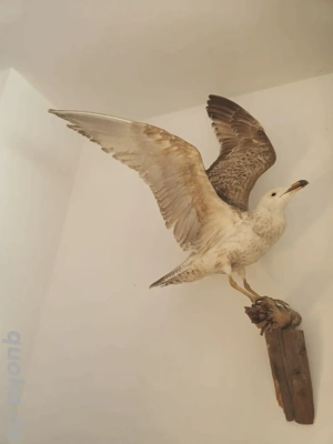 Tierpräparat Silbermöwe