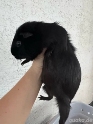 2 Meerschweinchen weiblich